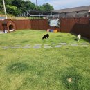 추억만 남개 이미지