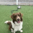 동물보육원 김포지부 이미지