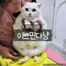 떡지기 - 밀양시 동명길 5-4 | 수원 고양이목욕 이쁘면다냥 후기, 예민한 냥이도 편안했던 전문 미용샵