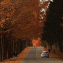 부귀 메타세쿼이아길 이미지