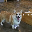 마루네 애견사랑 이미지