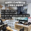 대전 유기묘보호소 단체봉사 안내(29-30) 이미지