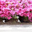 꽃냥이네 이미지