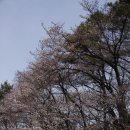 테미공원-보문산(산책로-사정공원-문화농원)(170404) 1 이미지