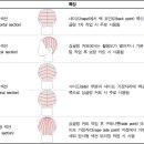 섹션(section)