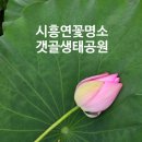 갯골안2 | 시흥 가볼만한곳 연꽃명소 갯골생태공원