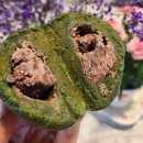 대정떡집 - 강서구 양천로57길 36 | [제주 노형동 맛집] 만민떡집' 흑임자 쑥떡부터 쌀로 만든 쑥찐빵까지, 쑥 덕후가 좋아하는 '찐' 맛집
