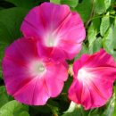 ◈ 나팔꽃의 팡파르에 In the fanfare of the morning glory 이미지