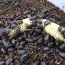 강골농장 이미지