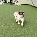 멍지중지 | 울산애견유치원, 무거동 멍지중지 2호점 첫 등원 후기