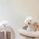 포근한강아지 이미지