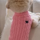 도그아이 이미지