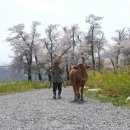 황소와농부 이미지