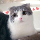 그루밍데이 이미지