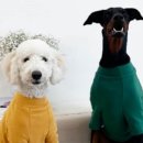 뚱강아지 이미지