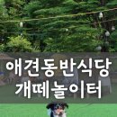 다남로 | 인천 계양구 개떼놀이터 후기 — 애견운동장 + 식사 + 수영장까지!