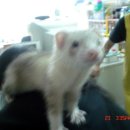 꼬꼬언니 이미지