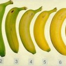 바나나에 대해 이미지