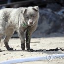 영동(분회) 이미지