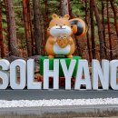 솔향수목원(솔숲광장) | 솔향 가득 소나무 숲이 아름다운 강릉 솔향 수목원