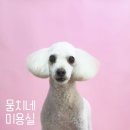 뭉치네 미용실 이미지