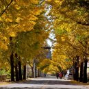 은행나무가든 이미지