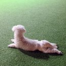 함개하자냥 이미지