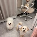 도그레스트