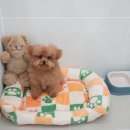 대구애견호텔 애견유치원 모여라솜뭉치 본점 이미지