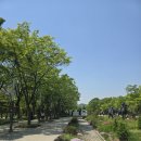 튤립 | [서울숲]🌷서울숲 튤립🌷 후기 25년 4월