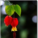 [충남아산] 천상화원 아산'세계 꽃 식물원' 2 이미지