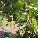 고막농장 이미지