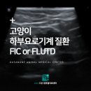 고척원동물의료센터 | 고양이 하부요로기계 질환 (FIC or FLUTD) 치료 후기