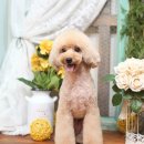 몽글 몽글 이미지