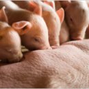 종축농장 이미지