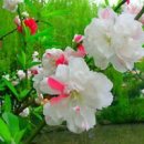 산유화 이미지