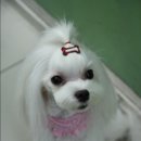 몽퍼피 이미지