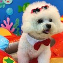 옐레드 애견유치원 & 애견호텔 대전노은점 이미지