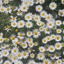 경희유치원 앞 이미지