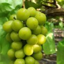 영재농장 이미지