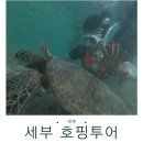 (주)고래상어 | 오캐모팩 오슬롭 고래상어 + 캐녀닝 + 모알보알 호핑투어 솔직 후기
