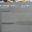 제주 수산리 곰솔 이미지