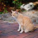 야옹아멍멍해봐(두정점) 이미지