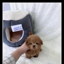 순진한 강아지 이미지