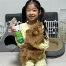 바이오포레스트 | 포레스트허그 강아지샴푸 솔직후기｜거품 풍성하고 순한 세정력