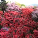 완산-50 이미지