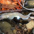 죽변맛집 이미지