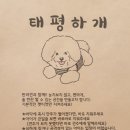 태평하개 이미지