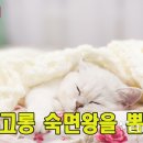고롱고롱 이미지