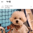 멍스 크로스 이미지